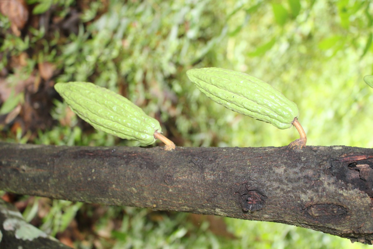 Theobroma cacao L.